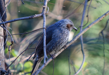 Brown-eared Bulbul Shinjuku Gyoen National Garden Unknown Date