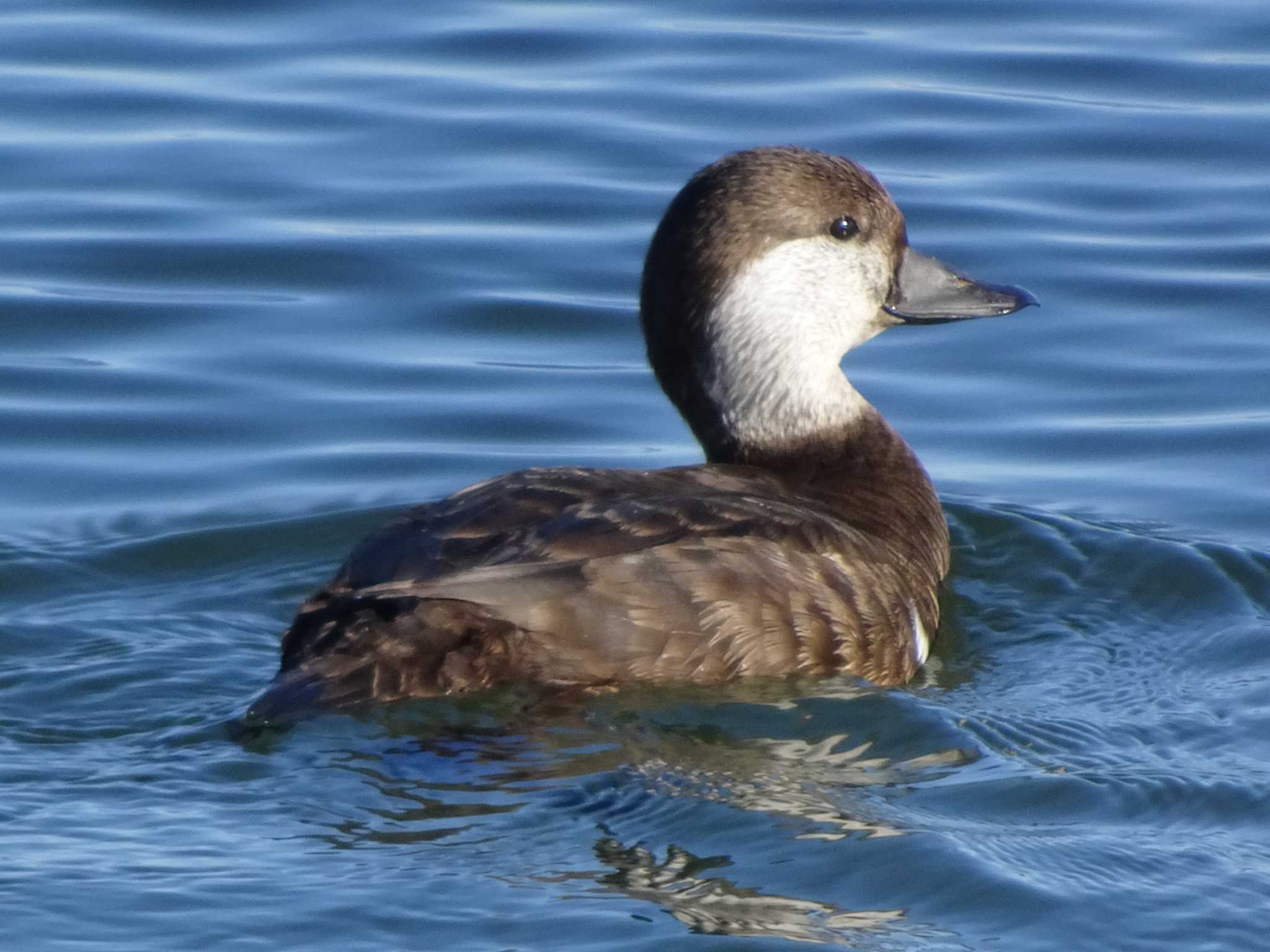 年2月9日 日 ふなばし三番瀬海浜公園の野鳥観察記録 By Kozakuraband Zoopicker