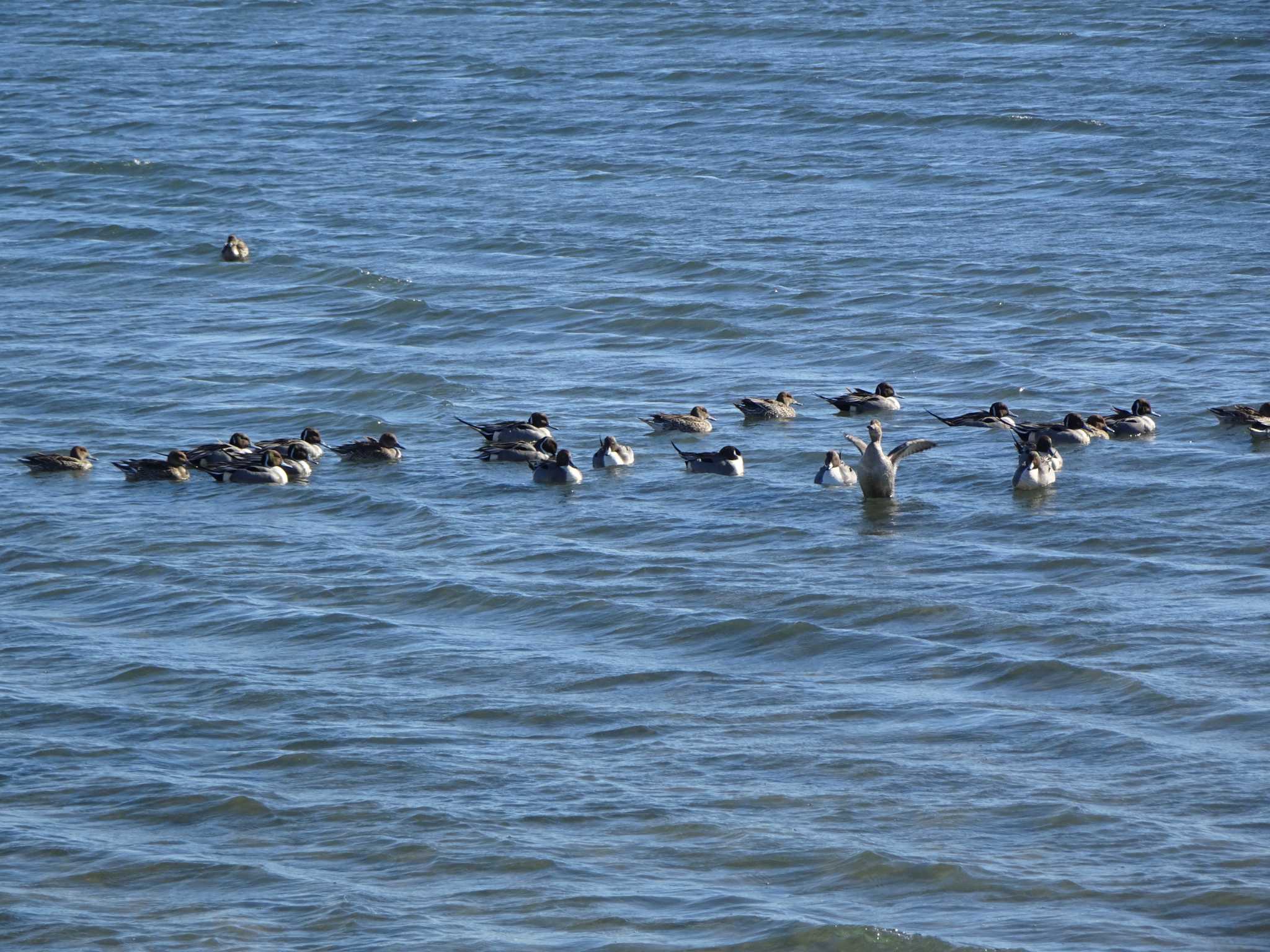 ふなばし三番瀬海浜公園 オナガガモの写真 by Kozakuraband