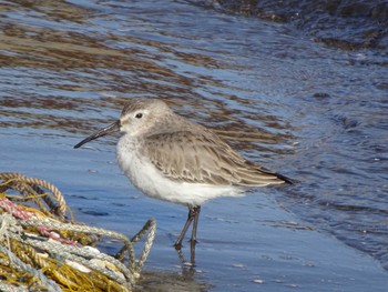 2020年2月9日(日) ふなばし三番瀬海浜公園の野鳥観察記録