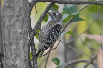 Japanese Pygmy Woodpecker 三木総合防災公園 Sat, 2/8/2020