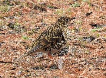 White's Thrush 井頭公園 Sun, 1/26/2020