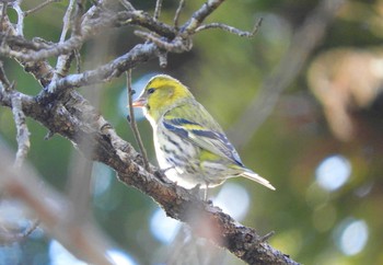 マヒワ 信夫山公園 2020年1月3日(金)