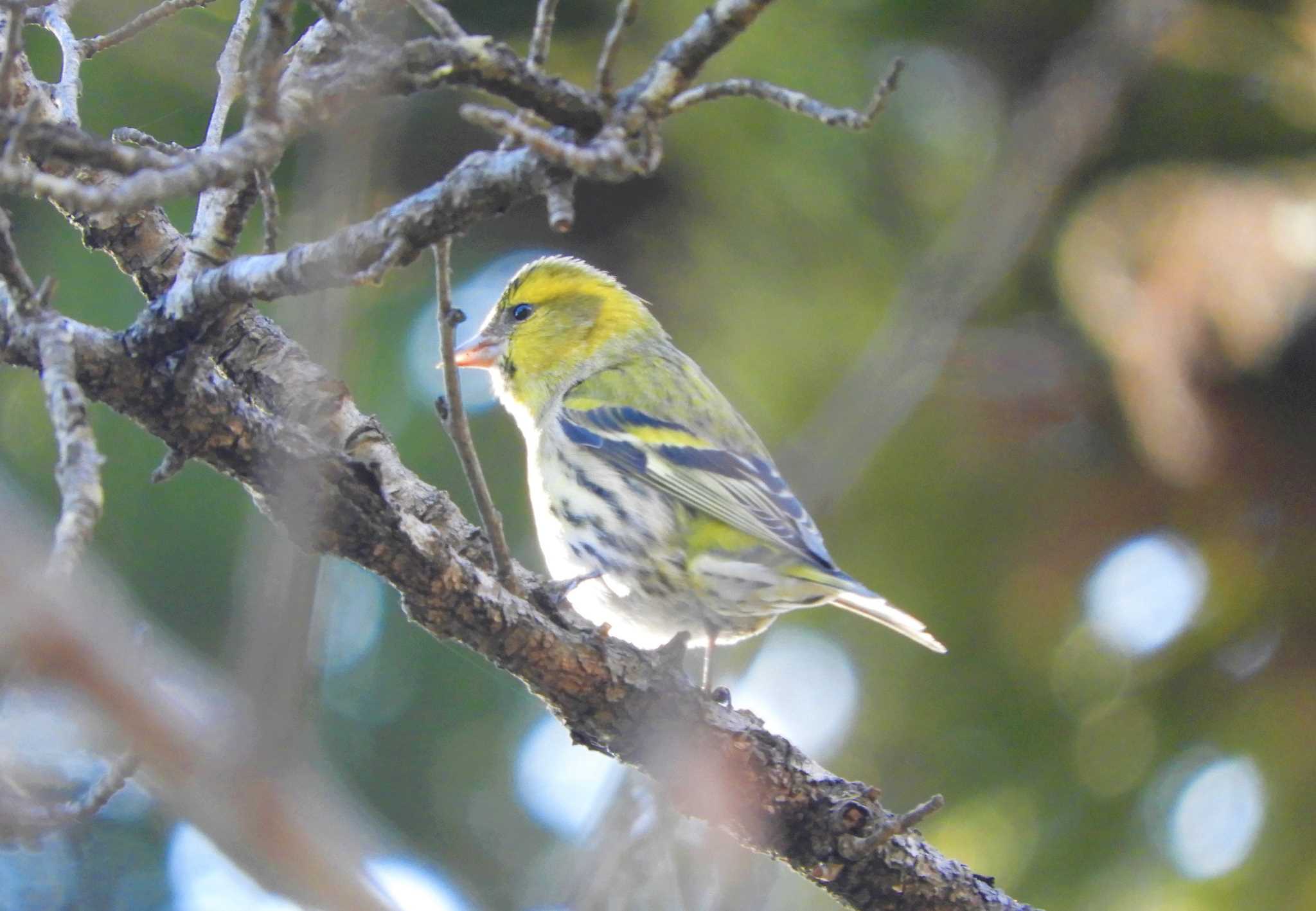 Photo of Eurasian Siskin at 信夫山公園 by rin