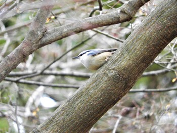 ゴジュウカラ 小根山森林公園 2019年1月11日(金)