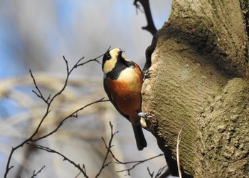 Varied Tit 井頭公園 Sat, 2/1/2020