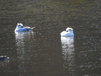 Smew 井頭公園 Sat, 2/1/2020