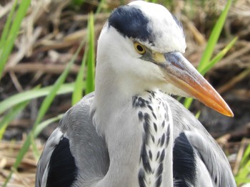 2020年1月11日(土) 渡良瀬遊水地の野鳥観察記録