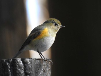 Red-flanked Bluetail 井頭公園 Sat, 2/1/2020