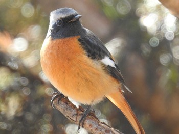 Daurian Redstart 井頭公園 Sat, 2/1/2020