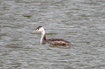 Great Crested Grebe 天満大池 Fri, 1/24/2020