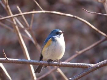 ルリビタキ 薬師池公園 2020年2月9日(日)