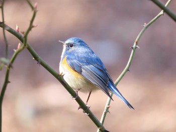 ルリビタキ 薬師池公園 2020年2月9日(日)