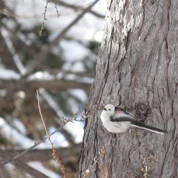 Long-tailed tit(japonicus) Makomanai Park Tue, 2/11/2020