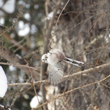 Long-tailed tit(japonicus) Makomanai Park Tue, 2/11/2020