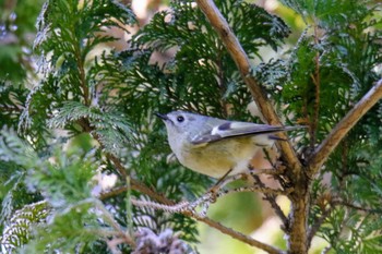 Goldcrest 東京都 Tue, 2/11/2020