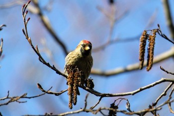 Common Redpoll 東京都 Tue, 2/11/2020