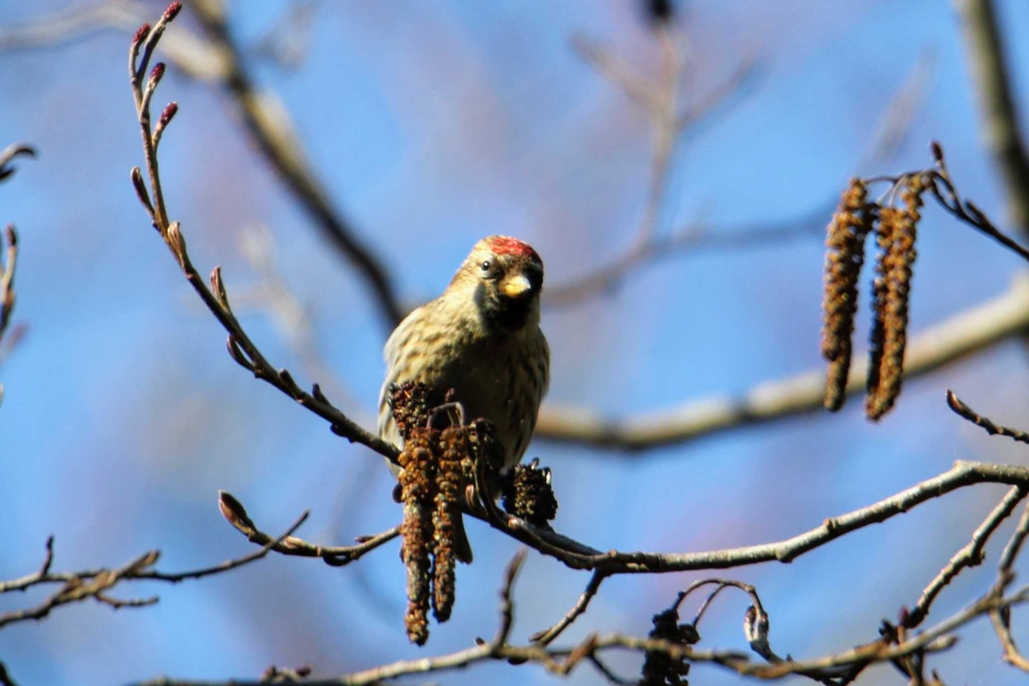 Photo of Common Redpoll at 東京都 by はやぶさくん