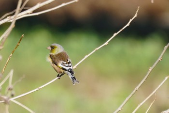 カワラヒワ 野川 2020年2月11日(火)