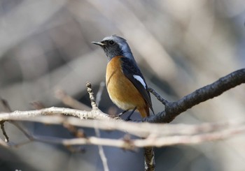 Daurian Redstart 和歌山城公園 Tue, 2/11/2020