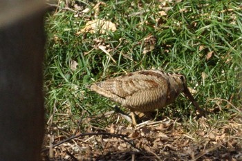 Eurasian Woodcock Maioka Park Sun, 2/9/2020