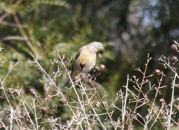 2020年2月11日(火) 京都御苑の野鳥観察記録