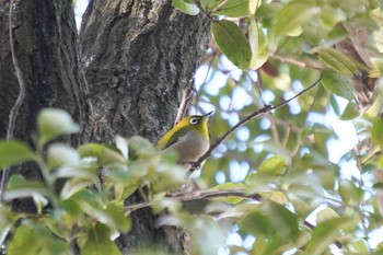 Warbling White-eye 兵庫県明石市 Tue, 2/11/2020