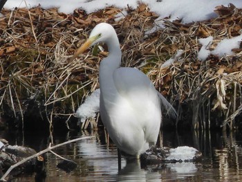 Tue, 2/11/2020 Birding report at Tomakomai Experimental Forest