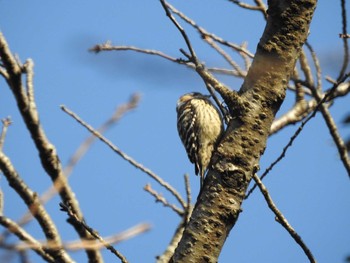 Japanese Pygmy Woodpecker 城山公園(神奈川県) Tue, 2/11/2020