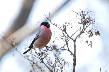 Eurasian Bullfinch(rosacea) Showa Kinen Park Tue, 2/11/2020