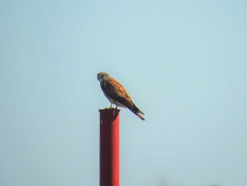 2020年2月11日(火) 渡良瀬遊水地の野鳥観察記録