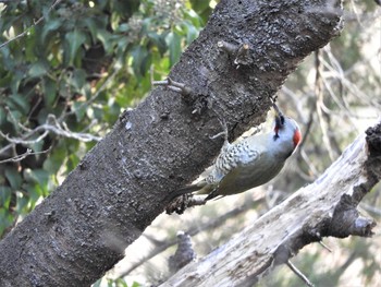 Japanese Green Woodpecker 信夫山公園 Fri, 1/3/2020