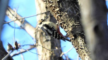 アカゲラ 大沼親水公園 撮影日未設定