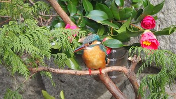 Common Kingfisher Unknown Spots Sun, 1/12/2020