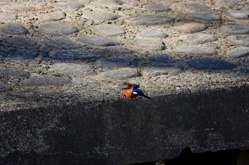 カワセミ 夙川河川敷緑地(夙川公園) 2020年2月10日(月)