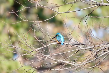 カワセミ 夙川河川敷緑地(夙川公園) 2020年2月11日(火)