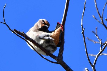 Japanese Waxwing Yamanakako Lake Sun, 2/9/2020