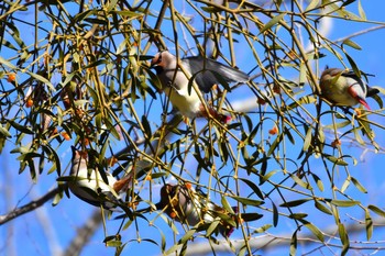 Japanese Waxwing Yamanakako Lake Sun, 2/9/2020