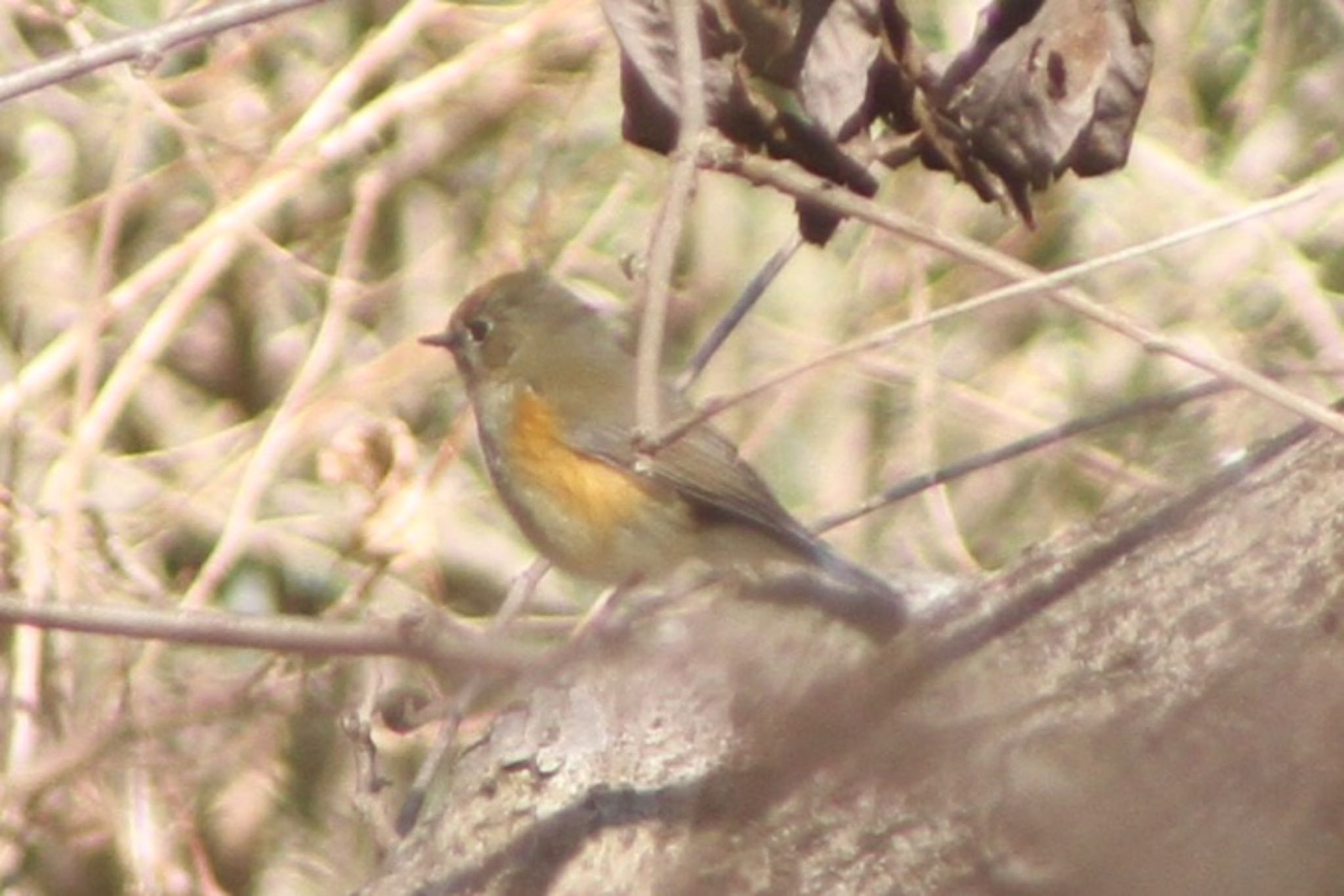 Photo of Red-flanked Bluetail at 厚木七沢森林公園 by まさ