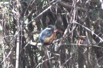 カワセミ 厚木七沢森林公園 2020年2月11日(火)