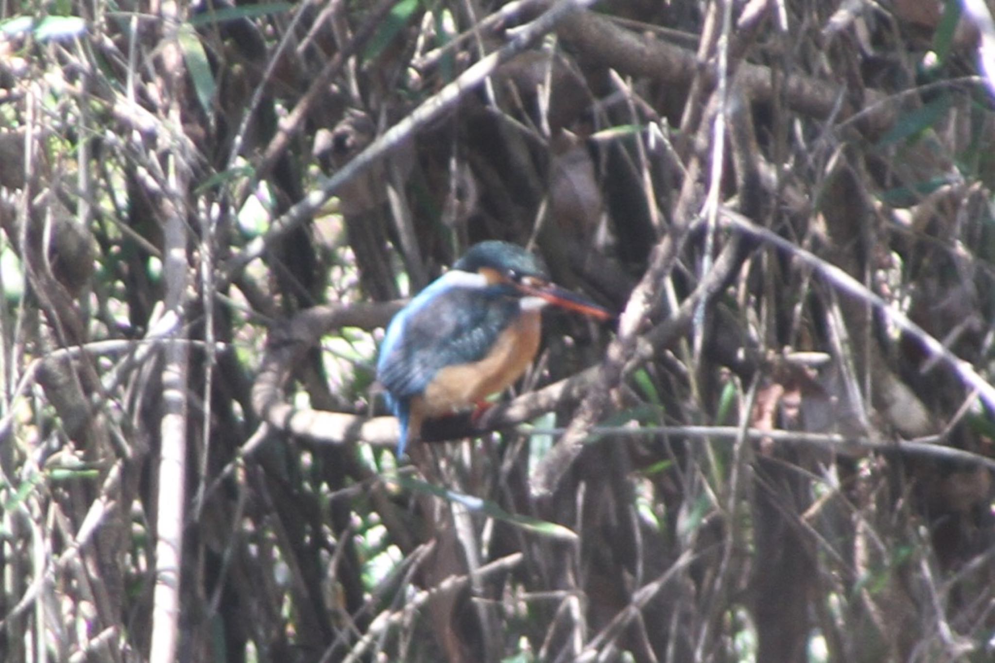 Photo of Common Kingfisher at 厚木七沢森林公園 by まさ