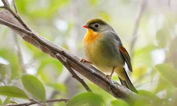 ソウシチョウ 東京都多摩地域 2020年1月26日(日)