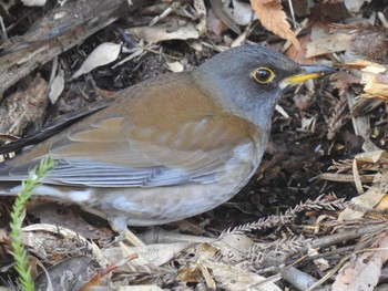 Pale Thrush 桜山 Tue, 2/11/2020