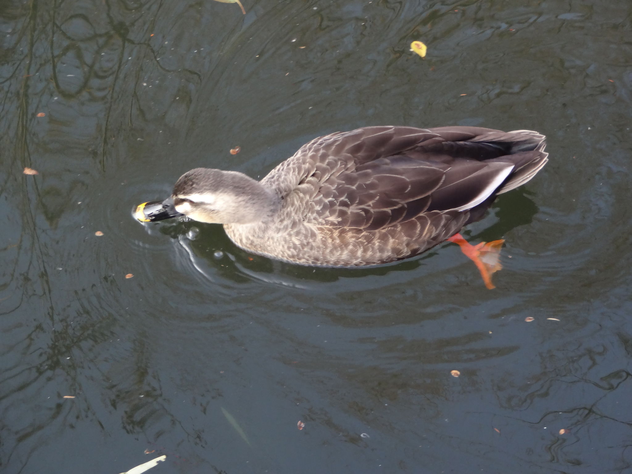 井の頭恩賜公園 カルガモの写真 by J