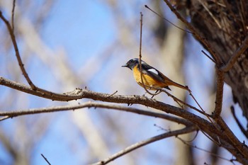 Daurian Redstart 神奈川県立相模原公園 Tue, 2/11/2020