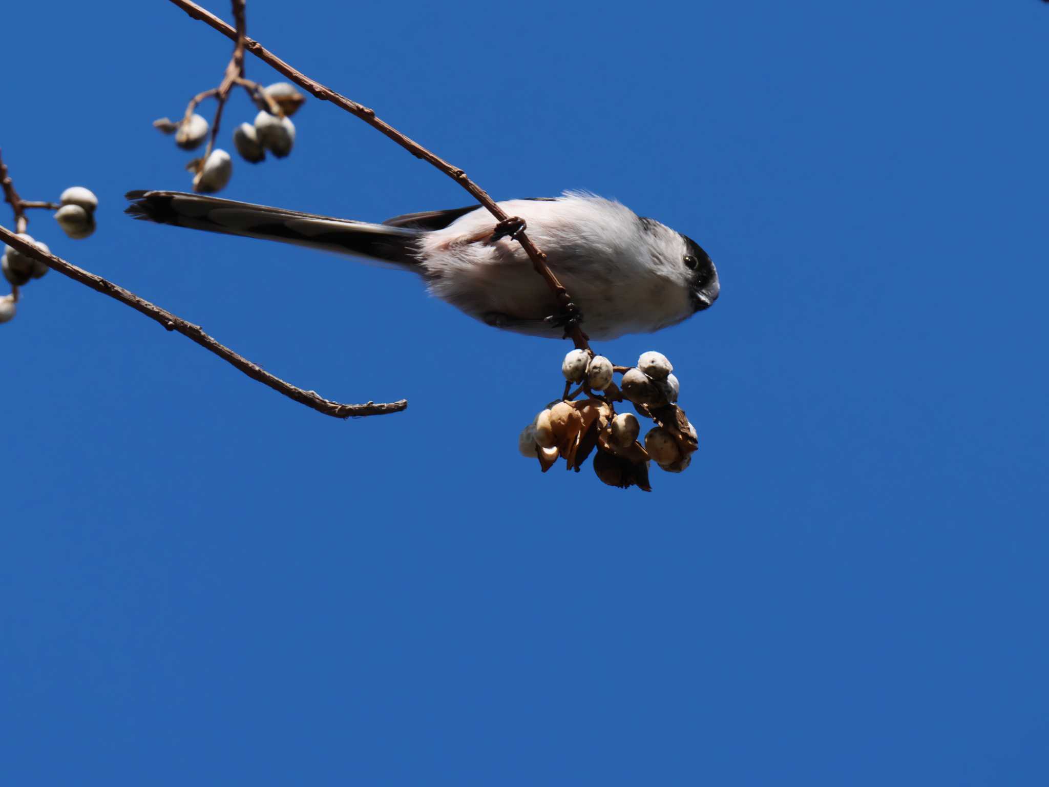 Long-tailed Tit