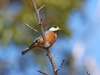 2020年2月11日(火) 神戸市西区の野鳥観察記録