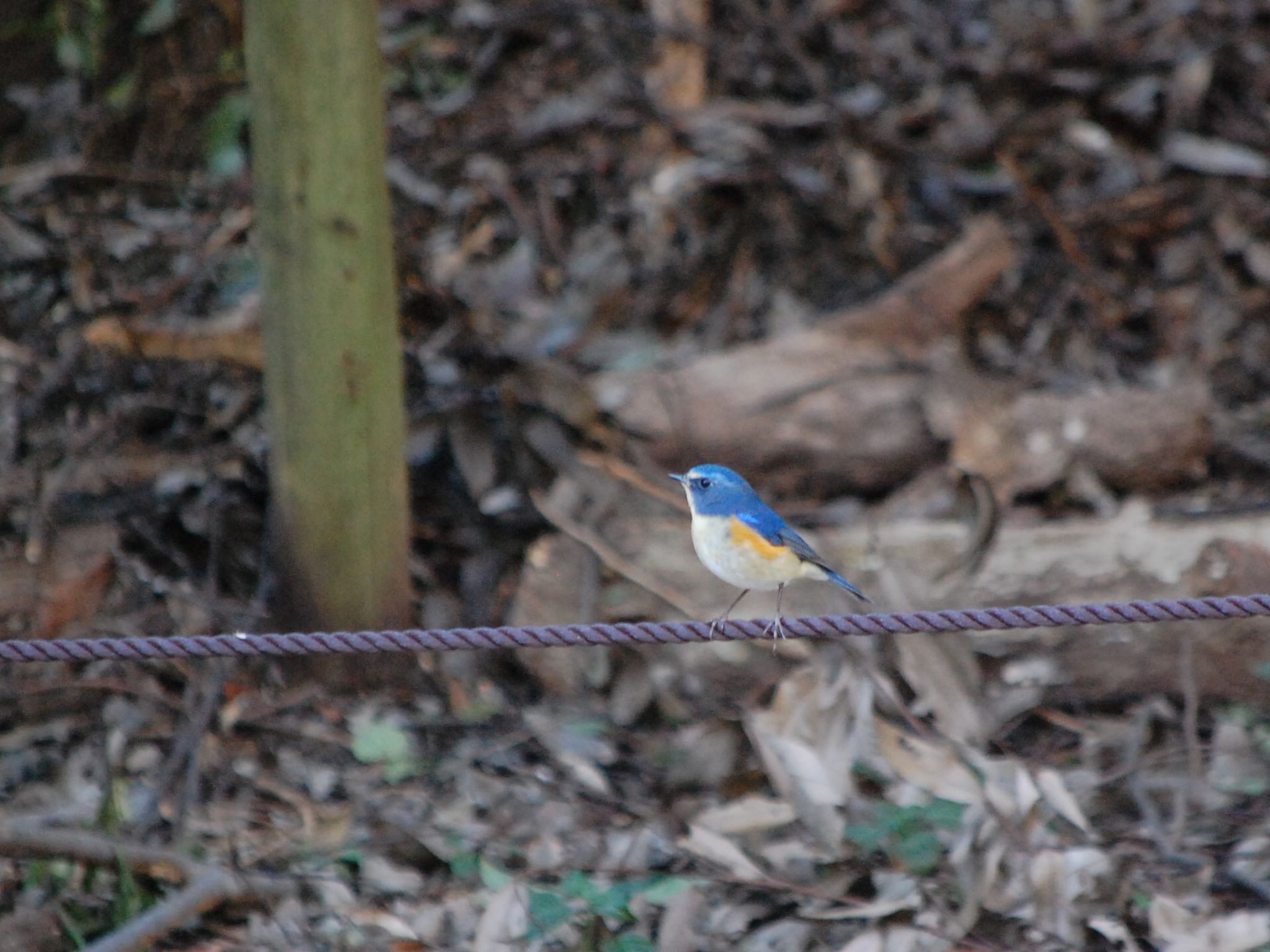 Photo of Red-flanked Bluetail at Higashitakane Forest park by ウィル