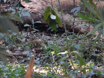 White's Thrush Higashitakane Forest park Tue, 2/11/2020