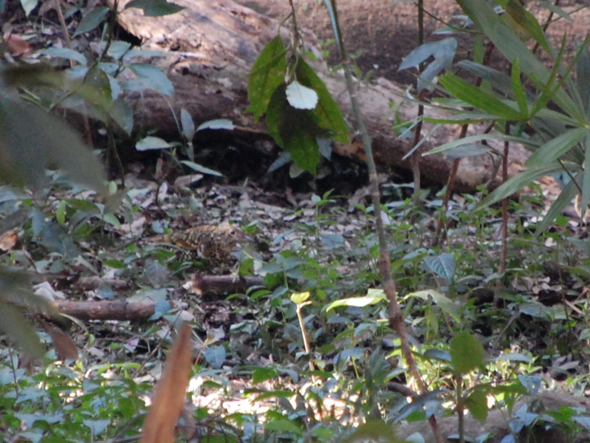 Photo of White's Thrush at Higashitakane Forest park by ウィル